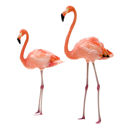 stickers-flamants-roses-1-R1-63921-1