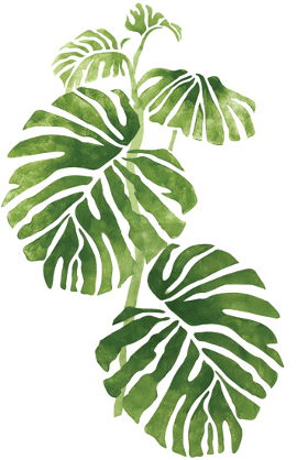 unduetreilaria_trendyplant_monstera7a